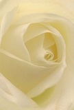 This image draws you intimately into the creamy heart of a white rose, its petals unfurling in tender spirals with the attention to detail known among Beckton's expert florists. The texture is feather-soft, like the gentle brush of morning mist over Beckton City Farm's gardens, and light dances through the subtle curves and ivory shadows, lending the bloom a serene and hopeful glow. Each fold feels purposeful, suggesting new beginnings or heartfelt farewells, often chosen for occasions steeped in emotion and grace across the Beckton community. There is a quiet perfume, light and sweet, that seems to linger just beyond reach-a sensory reminder of handmade artistry and the stories found in every petal. This rose, captured from so close, is more than just a flower; it is a tribute to beauty, patience, and the unique spirit of Beckton, reflecting the sincerity tailored into each bouquet created for neighbours and loved ones alike.